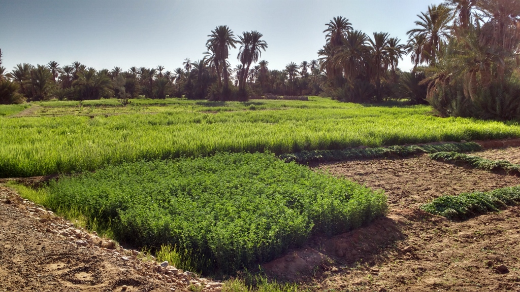 Not what you think of when you think of the Sahara, but 2 million people live in this desert