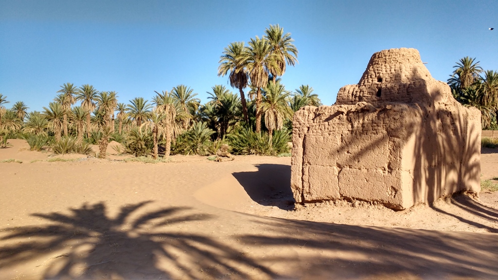 A morning view in the Mhamid palmeraie