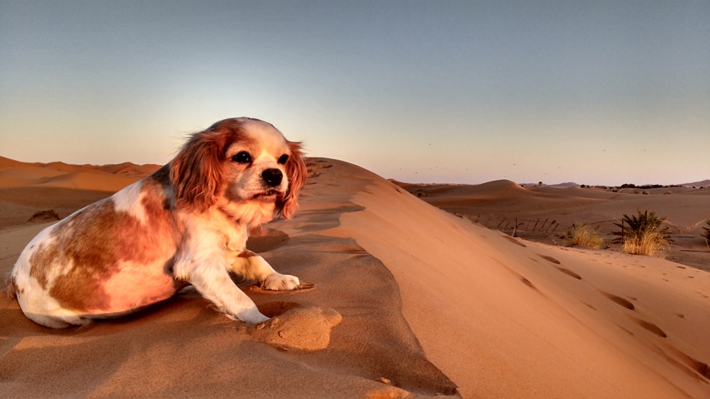 Although Charlie wasn't so impressed. This is his 4th time in the Sahara now, and his favourite thing about it is the camel poop