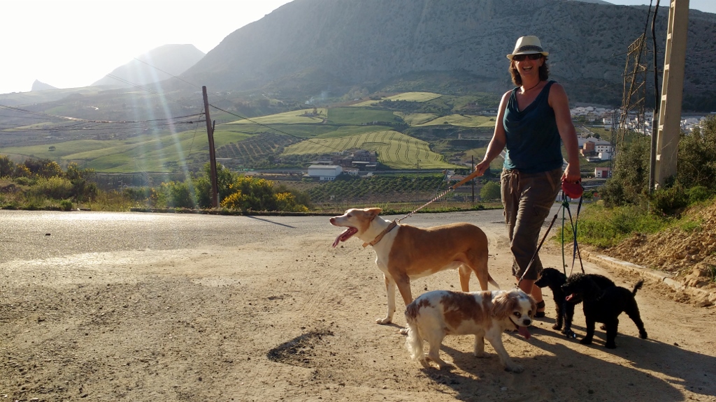 Dog walking in the sun.