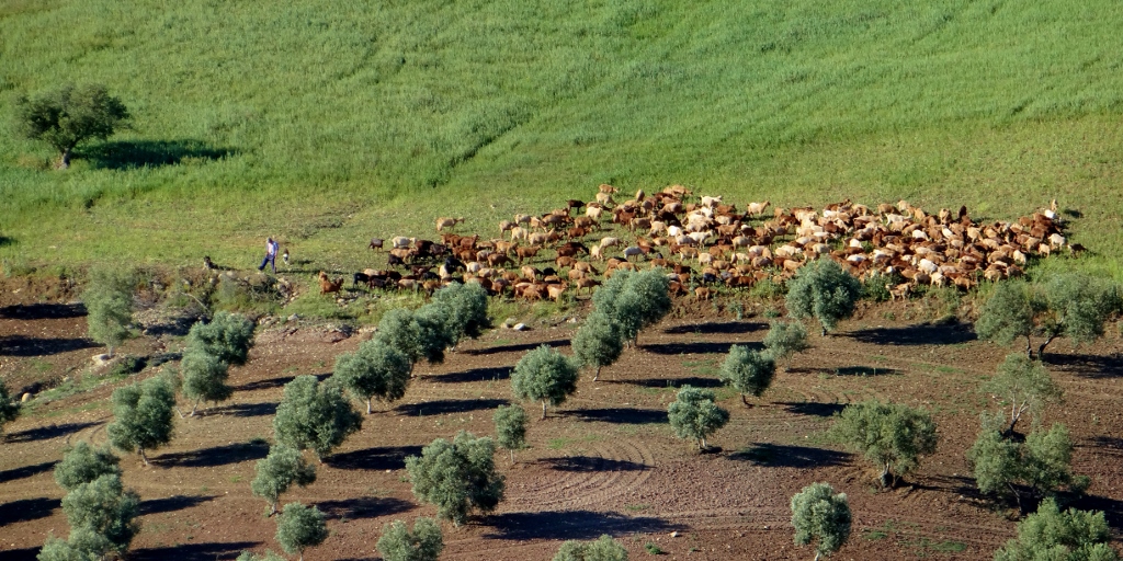 From the patio we have a grand panorama of the town and olive fields, and can sit there with a brew pretending to be Greek gods, in charge of all things, including goats