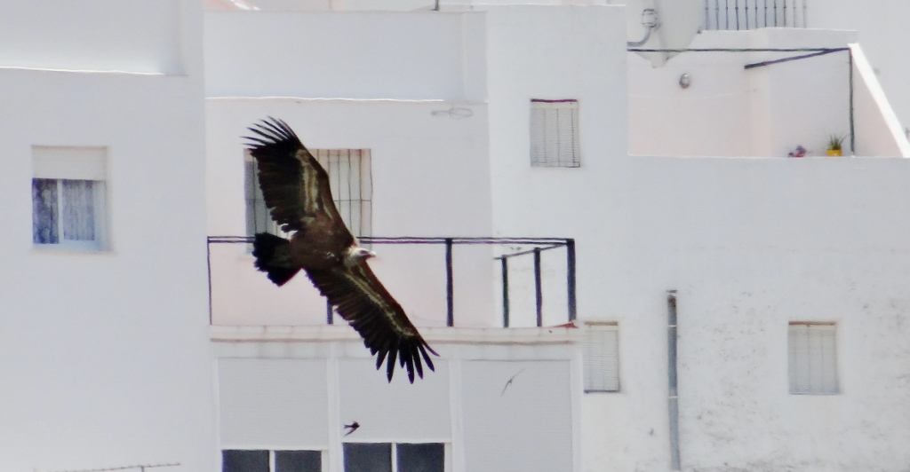 A Griffin Vulture floating past Casares houses