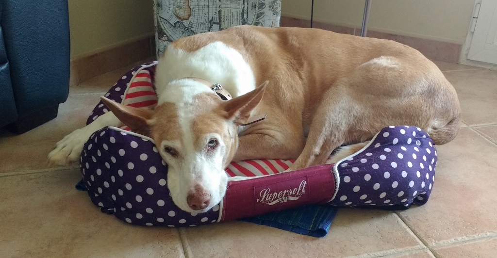 Mel's a bit big for Charlie's bed!