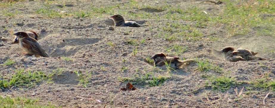 Birds bathing in sand