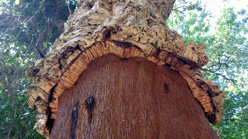 Benarrabá made its money from cork, stripping the lower sections of the trees every 9 or 10 years