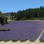 Lavender fields are in full bloom