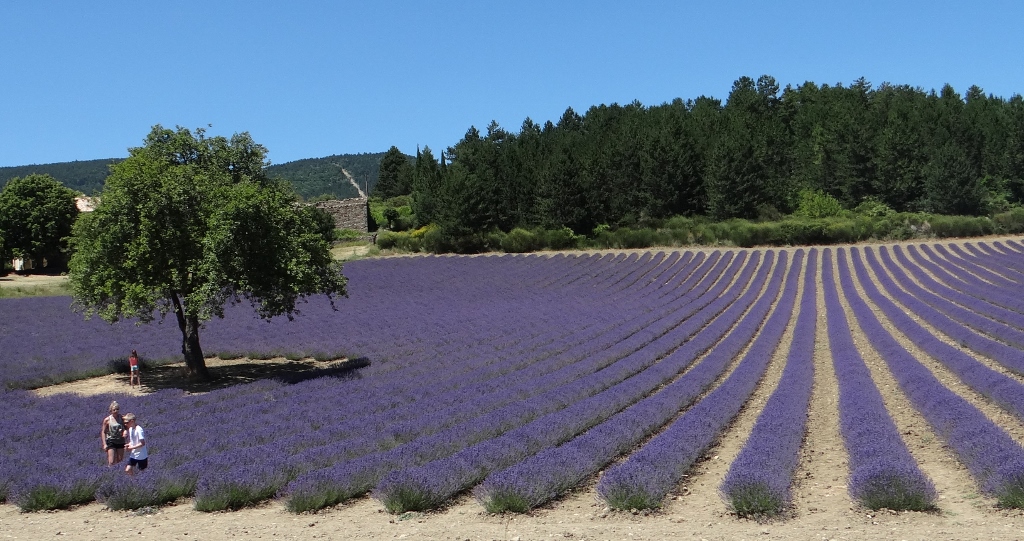 Lavender fields are in full bloom
