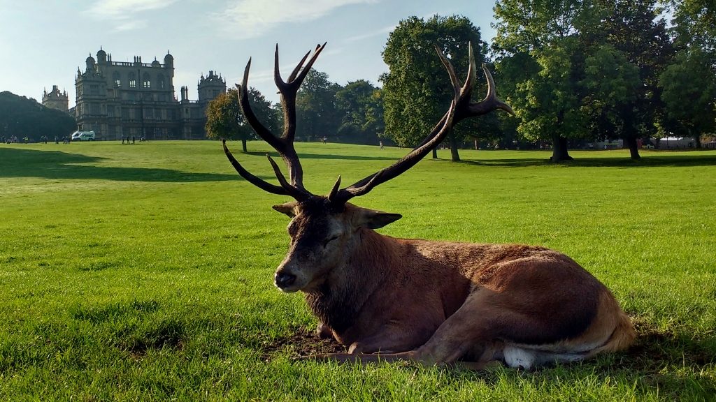 Deer Wollaton Hall Nottingham
