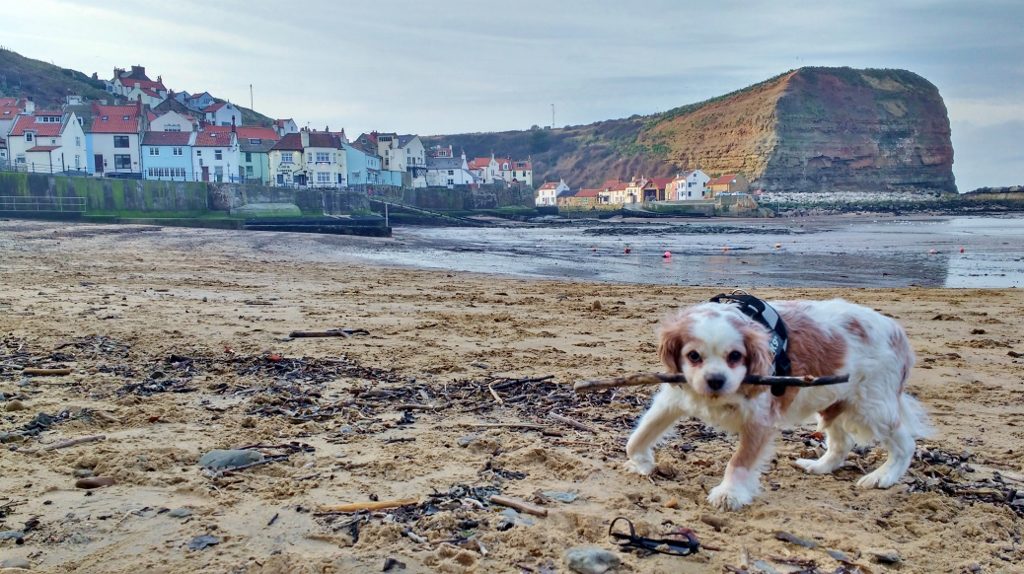 Beach time for Charlie