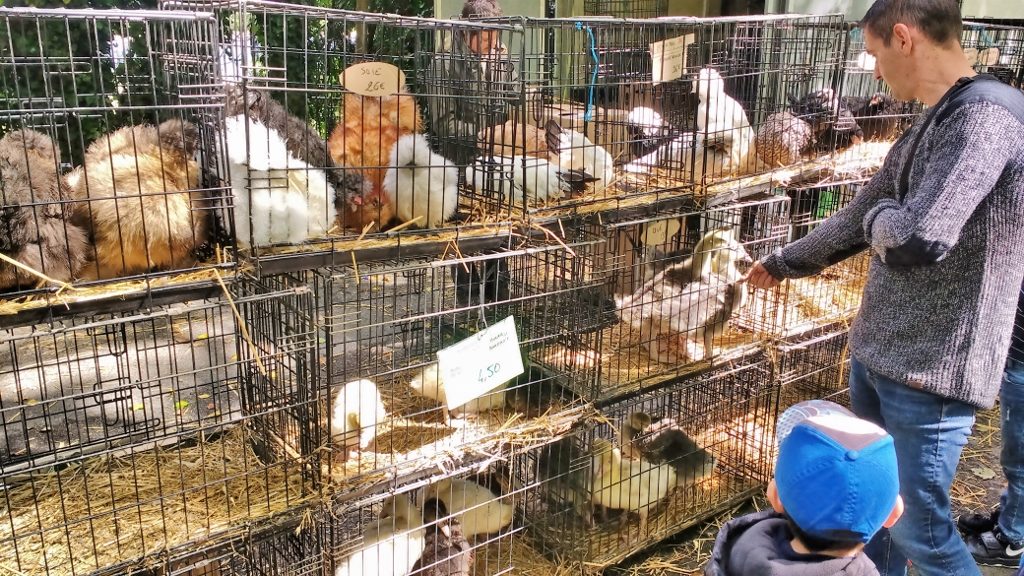 Chickens - French Market