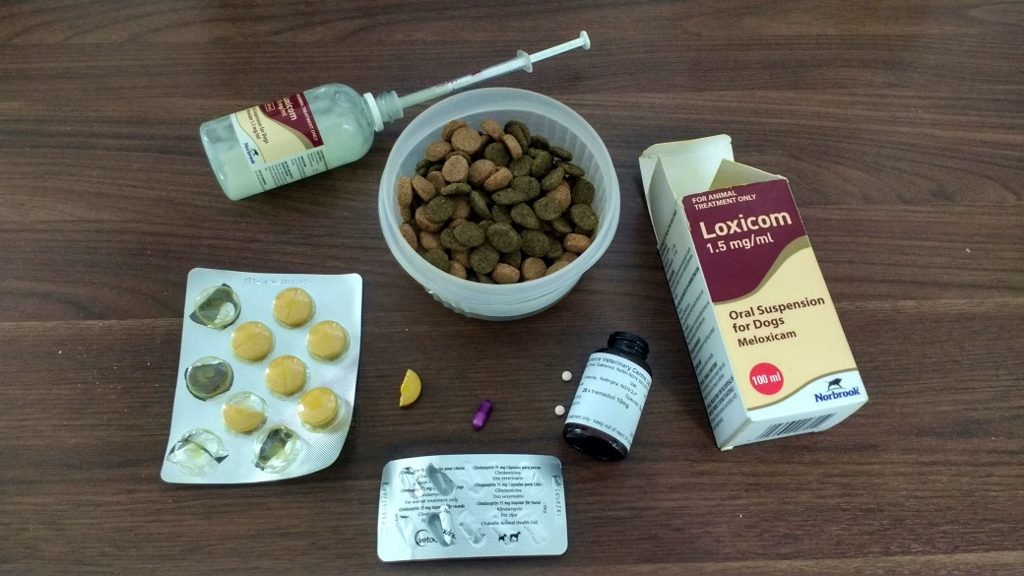 Motorhome travels with an old or ill dog