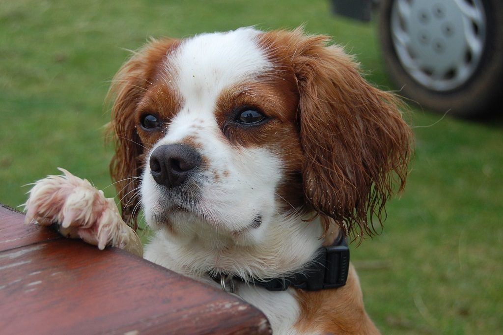 Checking the table for treats on the Isle of Mull