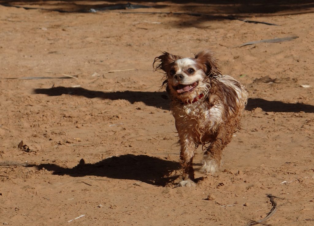 Getting wet was sure to kick off a mad half hour! This was in the desert at Ksar Ghilane in Tunisia, where he brought 15Kg of sand into the van!