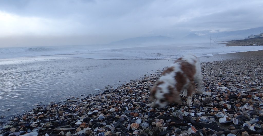 Ernest stone rescue attempts in southern Italy