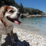 How we remember him, a happy bunny of a fella. Big eyes, button nose and a floppy ham tongue!