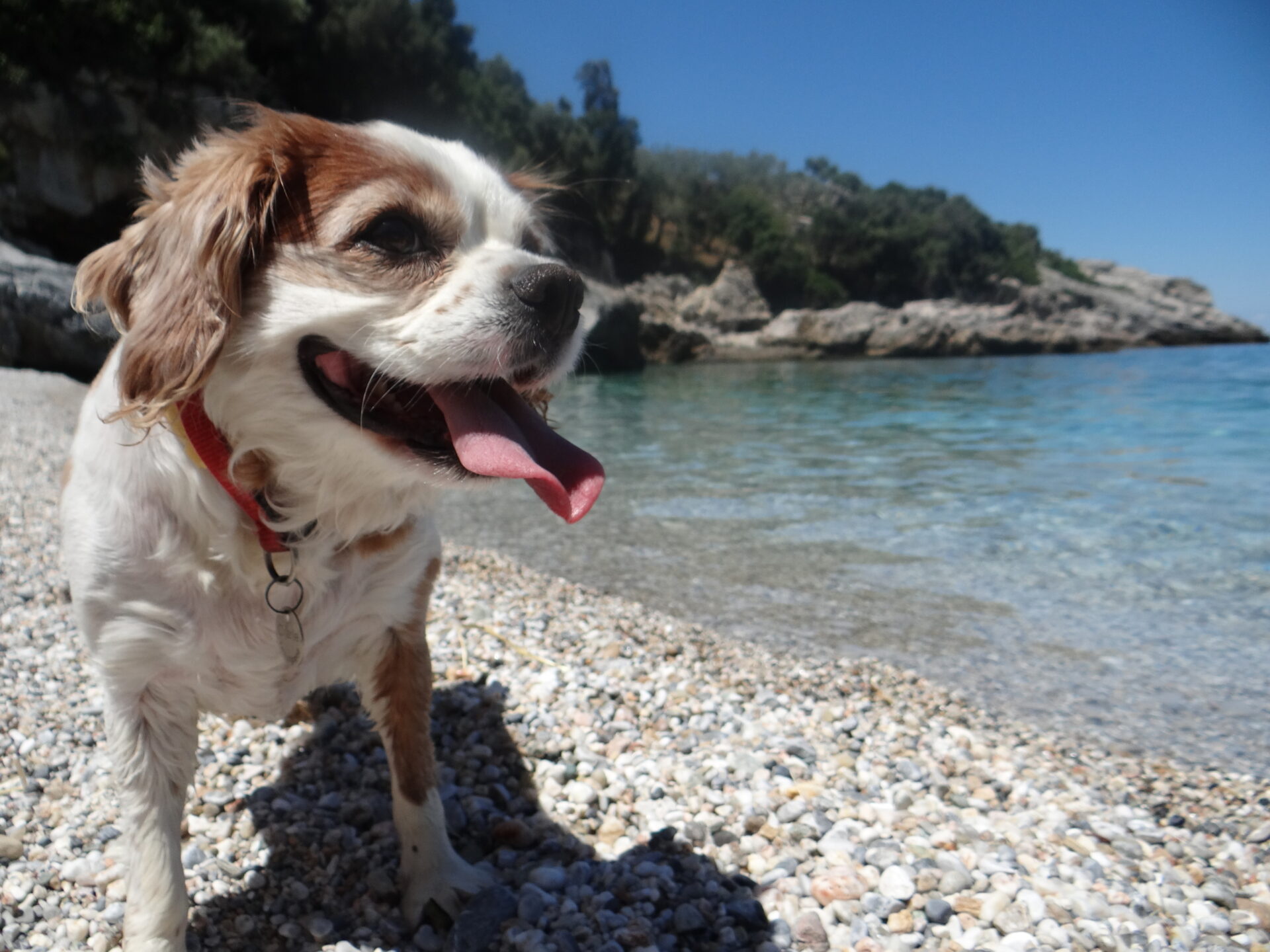 How we remember him, a happy bunny of a fella. Big eyes, button nose and a floppy ham tongue!