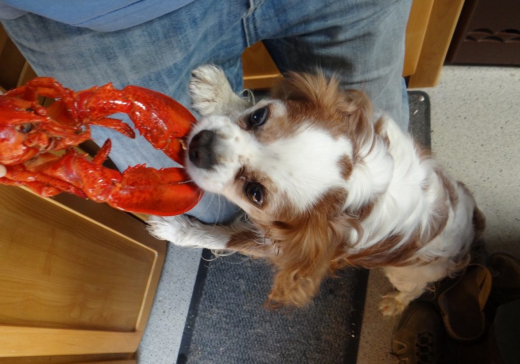 Trying his luck with a Lidl Lobster in Sicily. Of course he got a bit later on.
