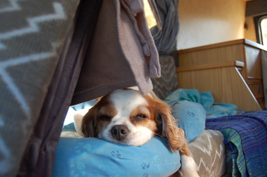 Having sleepies in Harvey the RV