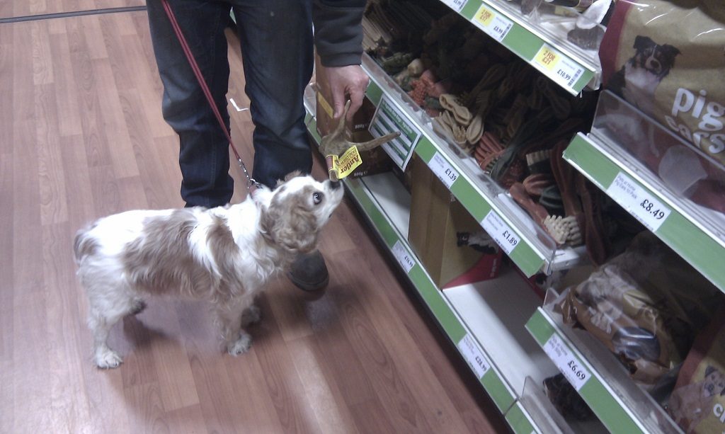 Choosing a birthday treat at Pets at Home