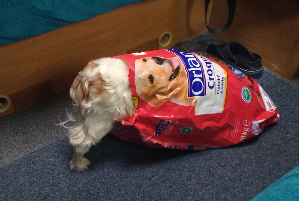 Half dog, half bag, 2016 food snaffling