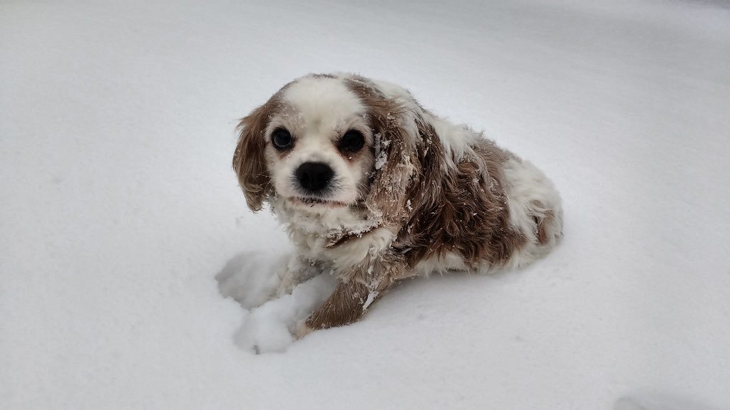 Unimpressed with his last snowfall in March 2018, Kimberley, Notts