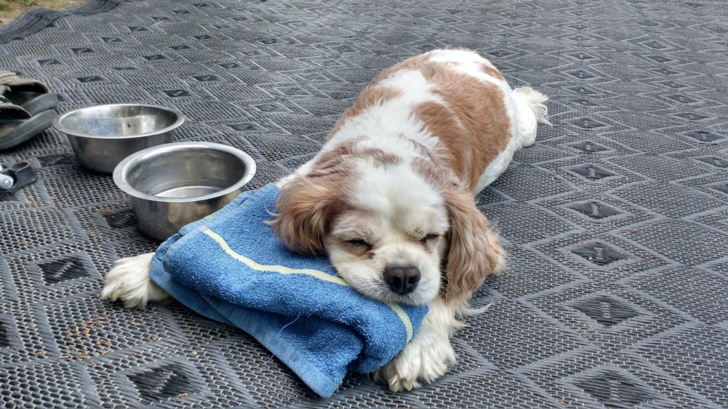 He was all used up come June 2018, tired from a full, free and loved life.