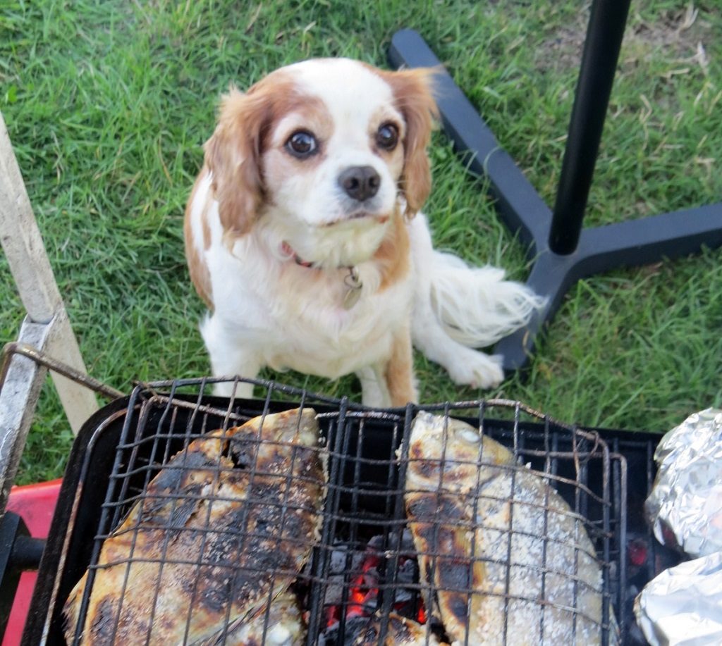 Begging for BBQ fish in 2013. Oh my lord, he was a master and getting food out of me in particular, I was soooo soft with him!