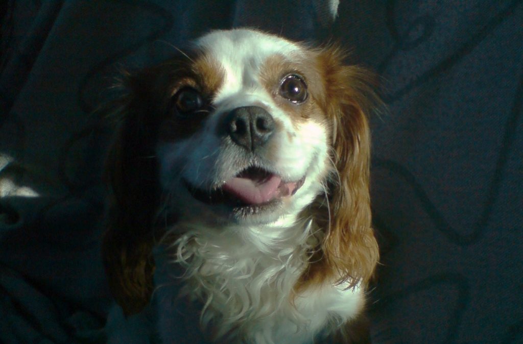 Rest up well Charlie, snore loudly wherever you are.