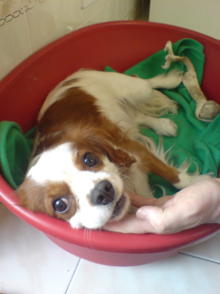 Charlie's first day with us, 9 Feb 2008