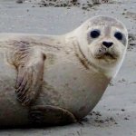 seal at Berck Plage