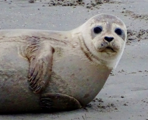 seal at Berck Plage