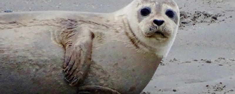 seal at Berck Plage