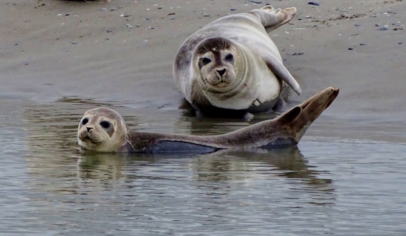 seals at Berck Plage