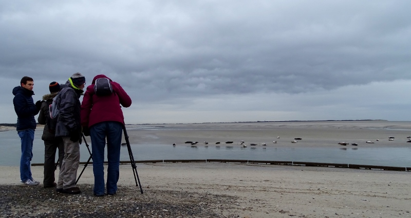 seal watching at Berck Plage