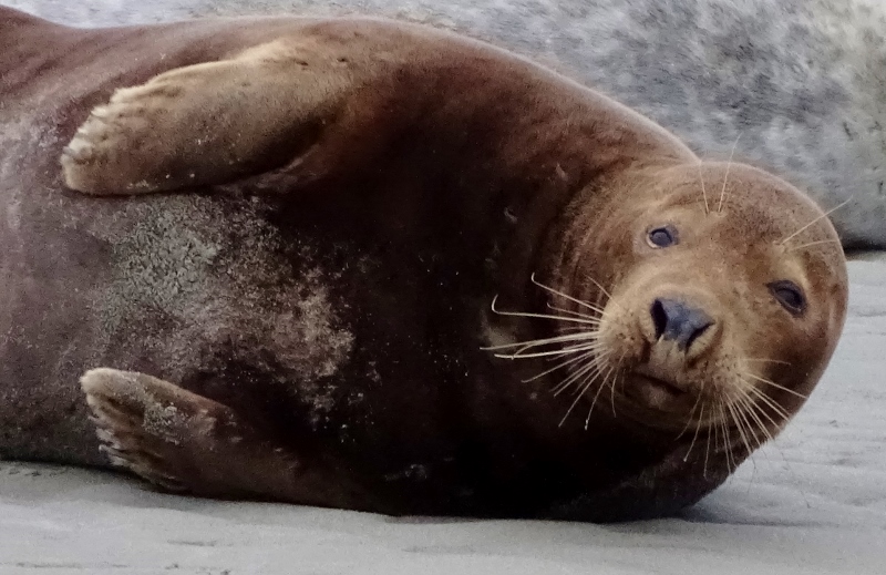 seal at Berck Plage