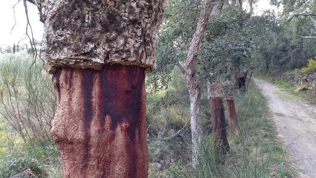 Freshly cut cork oaks in the Spanish Pyrenees around us