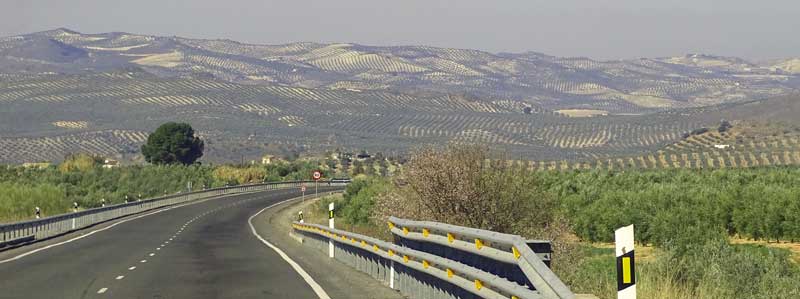 Olive trees in Andalusia, Spain