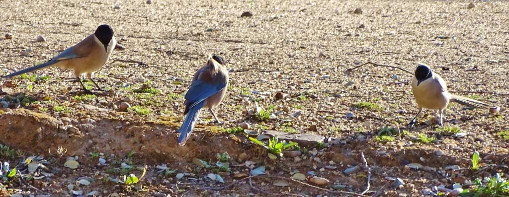 campsite birds
