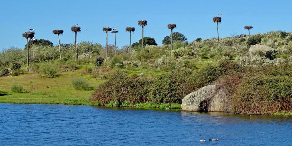 storks