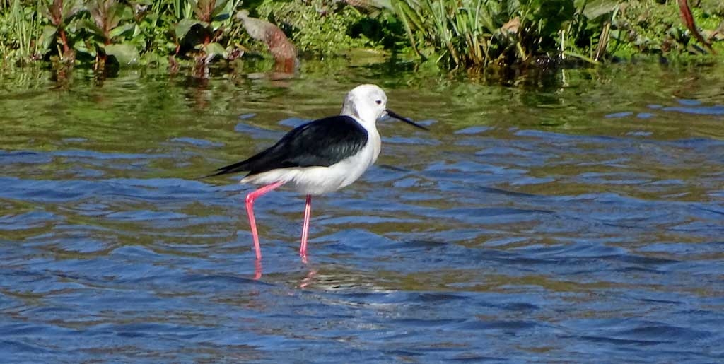 bird in water