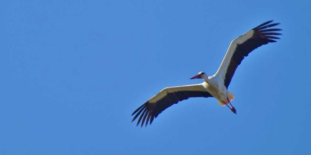 stork