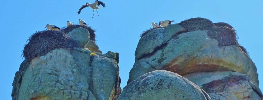 stork nests