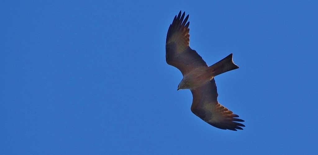 bird of prey