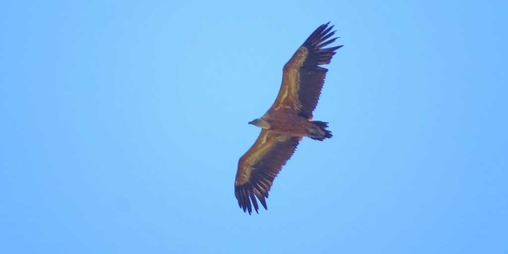 griffon vulture