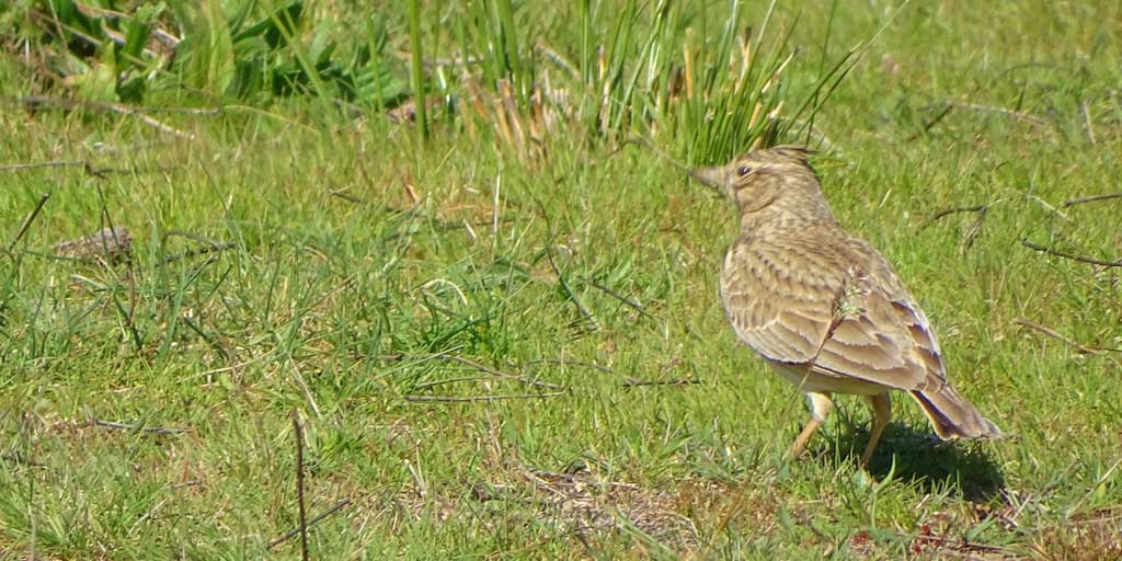 bird on ground