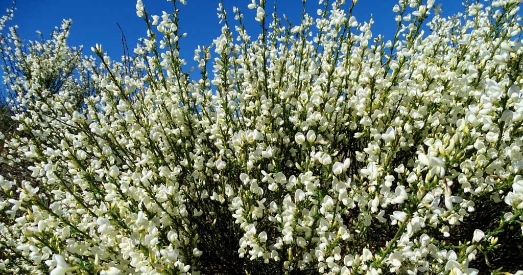 White Broom Flowers