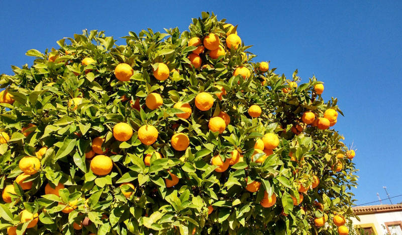 oranges in a tree
