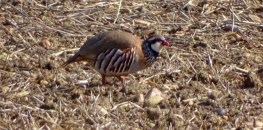 Partridge