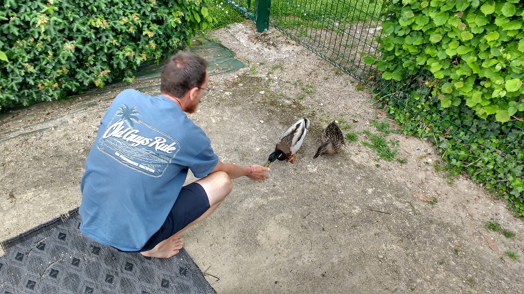 Very tame ducks around these parts at the motorhome aire in Neufchatel-en-Bray