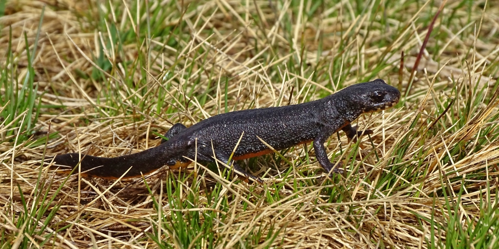 Alpine Salamander on Col de la Croix de Fer, France